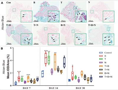 Osteochondrogenesis by TGF-β3, BMP-2 and noggin growth factor combinations in an ex vivo muscle tissue model: Temporal function changes affecting tissue morphogenesis